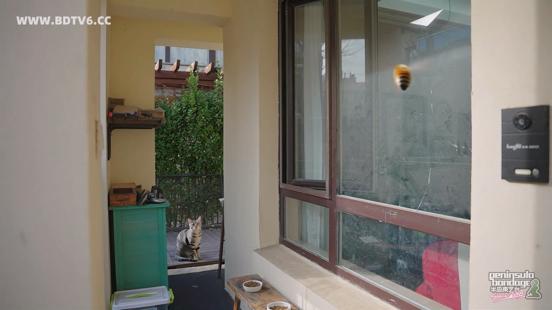 YT3049 家里进了蜜蜂.mp4_20251223_032103.664.jpg