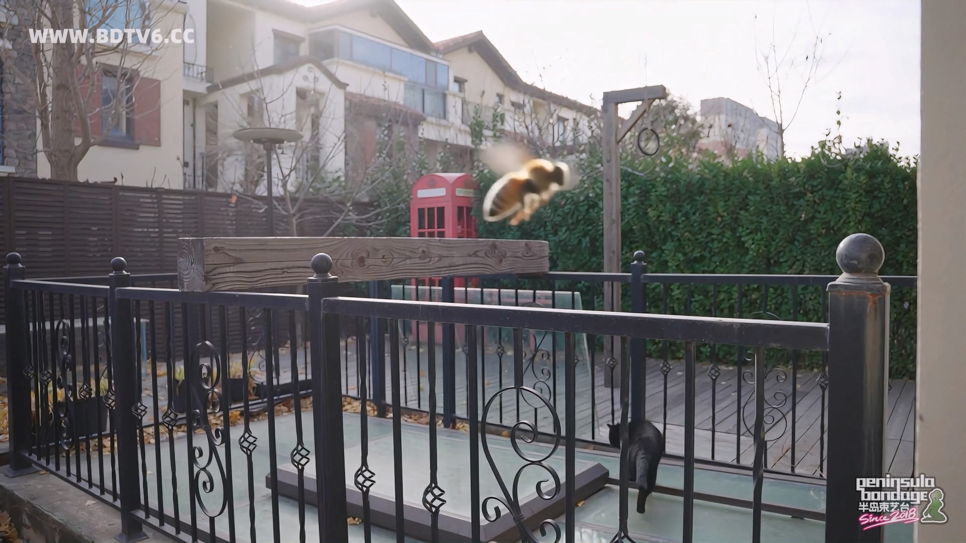 YT3049 家里进了蜜蜂.mp4_20251223_032015.366.jpg