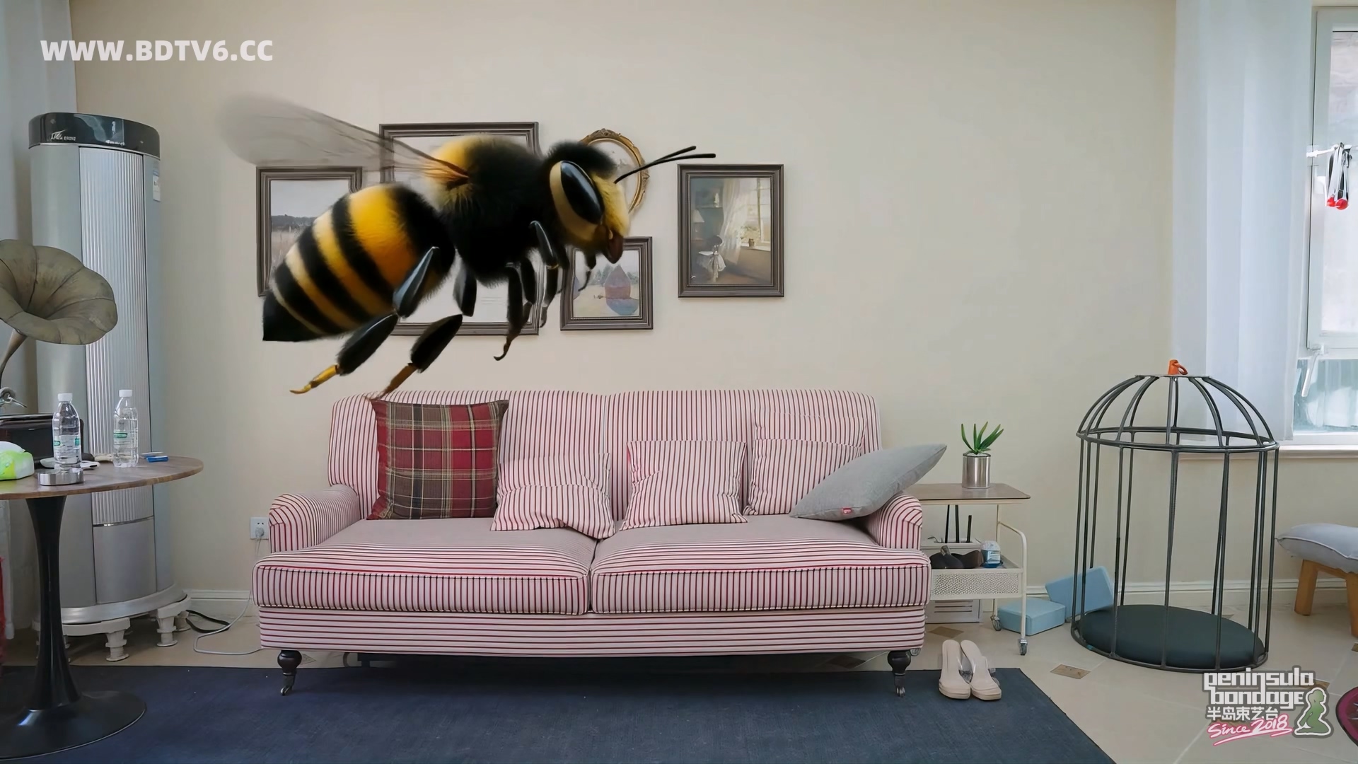 YT3049 家里进了蜜蜂.mp4_20251223_032105.374.jpg